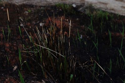 Close-up of grass in water