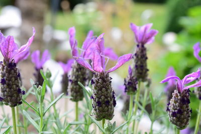 Close-up of purple flowering plants