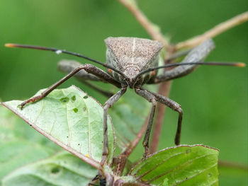 Close-up of butterfly on leaf