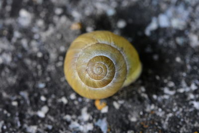 Close-up of snail on land