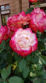 Close-up of pink roses