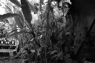 Close-up of plants against trees