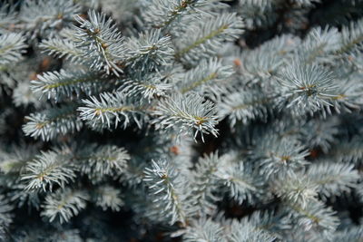 The blue spruce picea pungens, also commonly known as green spruce