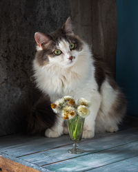 Portrait of a fluffy tortie cat. a cat sits on a table near a small bouquet with fluffy dandelions