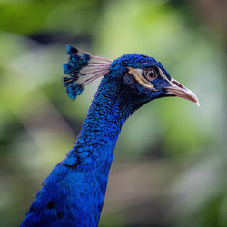 Close-up of a bird looking away