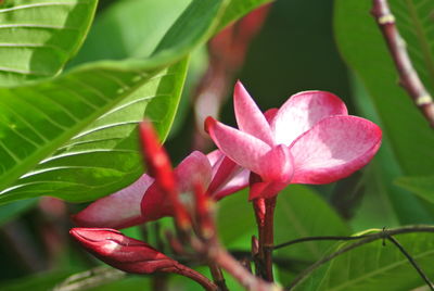 Close-up of pink flowering plant leaves