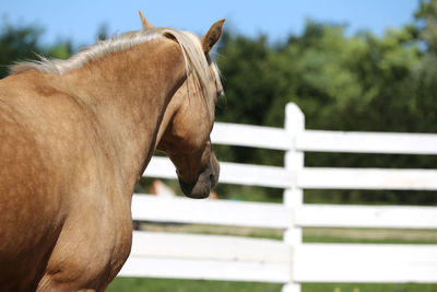 Close-up of horse in ranch