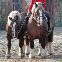 Horses standing in ranch