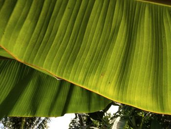 Full frame shot of palm leaf