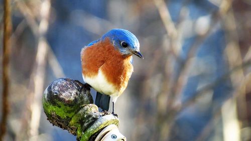 Close-up of a bird perching on branch