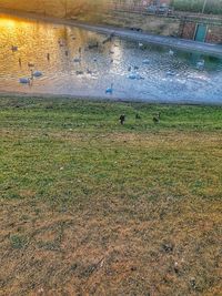 High angle view of birds on land