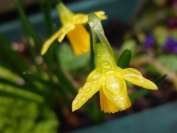 Close-up of wet yellow flower