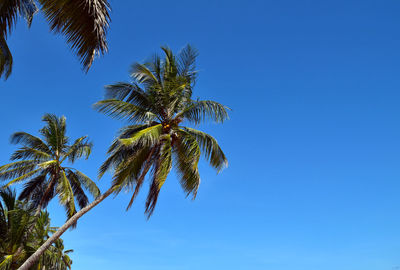 Low angle view of palm tree against clear blue sky