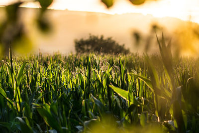 Crops growing on field