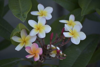 Close-up of white flowering plant
