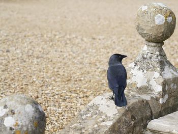 Rear view of bird perching on rock