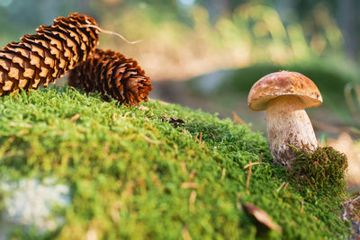 White mushroom on moss, close-up of an autumn mushroom, collecting forest gifts, idea for postcard.