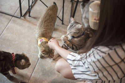 High angle view of cat relaxing at home