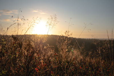 Plants growing on land against sky during sunset