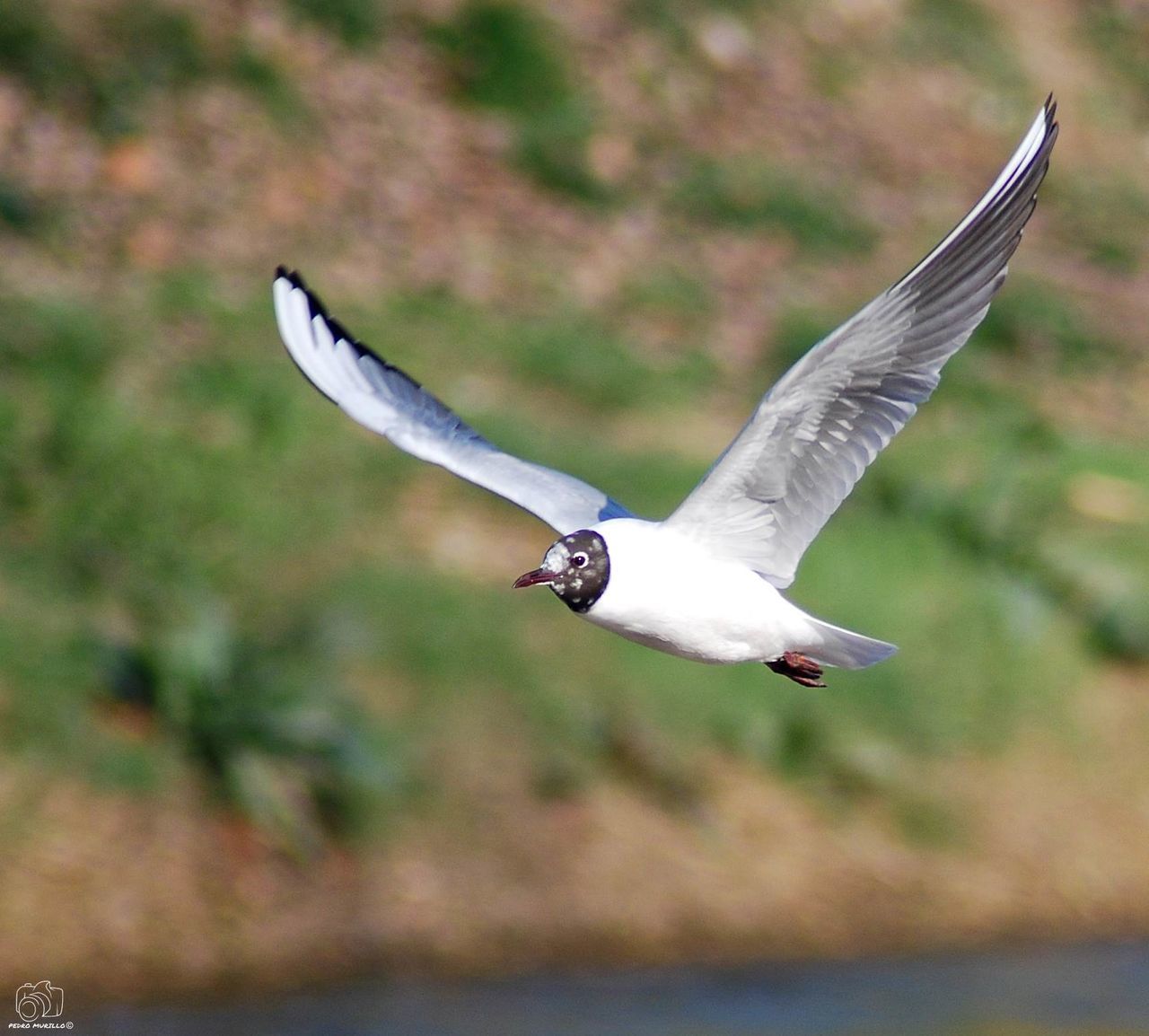 flying, spread wings, vertebrate, bird, animal wildlife, one animal, animal themes, animal, animals in the wild, mid-air, focus on foreground, day, no people, nature, motion, seagull, white color, black-headed gull, outdoors, beauty in nature