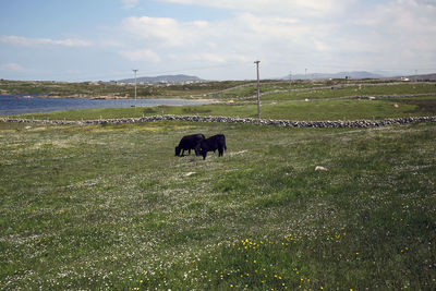 Horses in a field