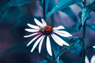 Close-up of insect on purple flower