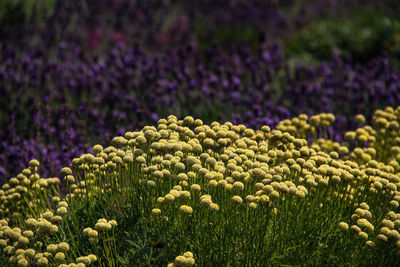 Close-up of purple flowering plants on field