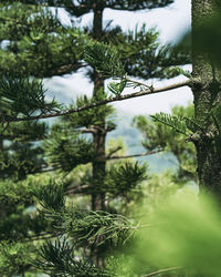 Close-up of pine tree branch