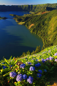 Close-up of flowers growing in lake