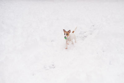 Dogs on snow covered field