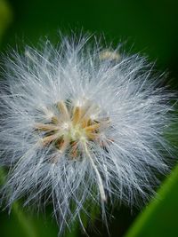 Close-up of dandelion flower