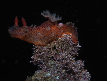 Close-up of fish swimming underwater