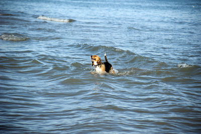 Dog playing in the water of a sea during a sunny day