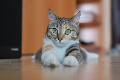 Portrait of tabby cat on table