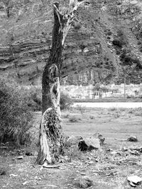 Horse on tree trunk