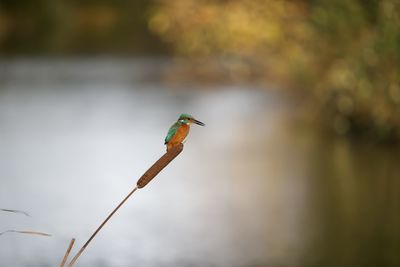 Close-up of bird perching on twig