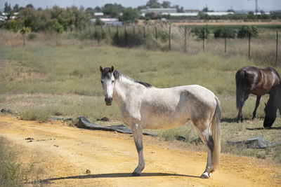 Horse standing in ranch