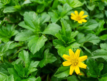 Close-up of yellow flowering plants