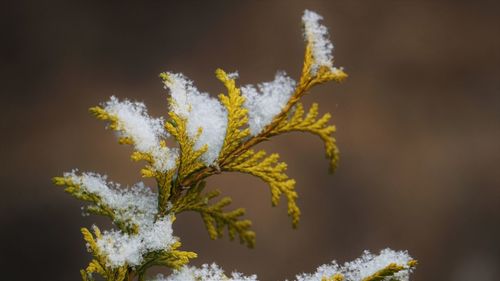 Close-up of yellow flowering plant