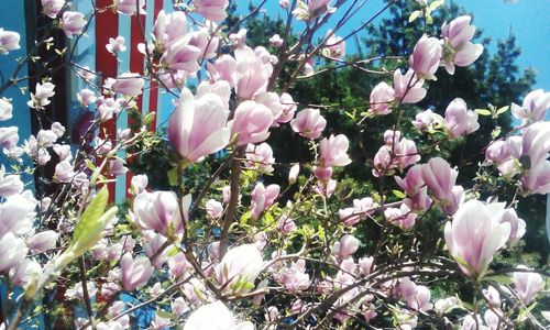 Close-up of pink flowers blooming on tree