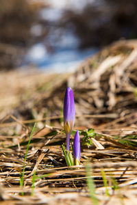 Close-up of purple crocus flowers on land