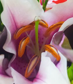 Close-up of pink flower