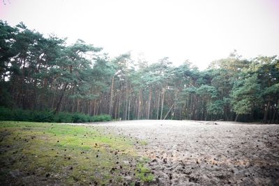 Trees in forest