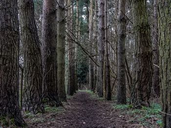 Footpath passing through forest