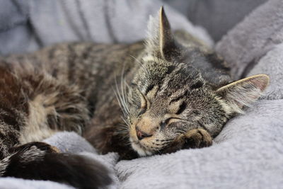 Close-up of a sleeping cat