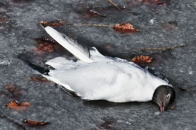 Close-up of bird on snow