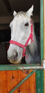 Close-up of a horse in stable