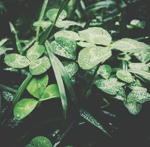 Close-up of leaves