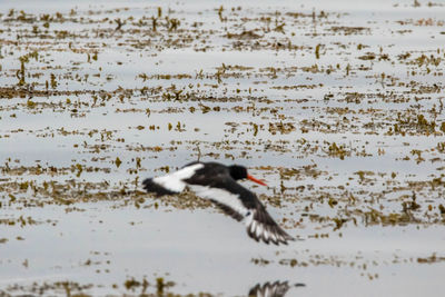 Bird flying over the beach