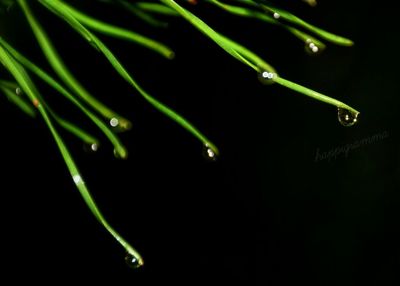 Close-up of water drops on leaf